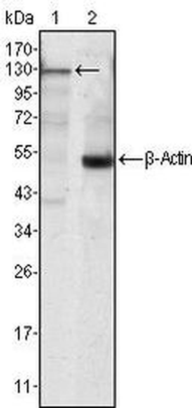 JAK3 Antibody in Western Blot (WB)