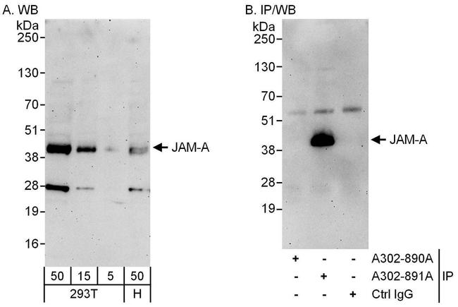 JAM-A Antibody in Western Blot (WB)