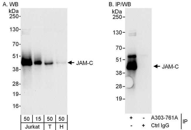 JAM-C Antibody in Western Blot (WB)