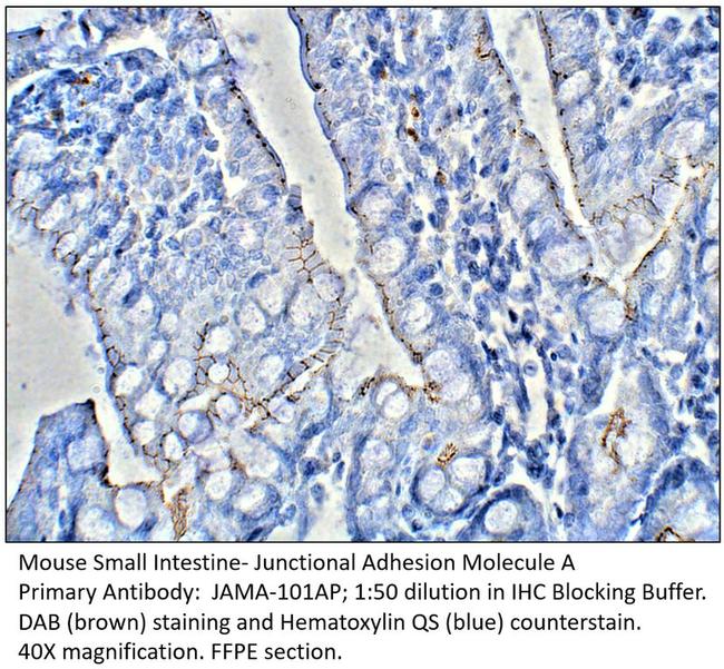 Junctional Adhesion Molecule 1 Antibody in Immunohistochemistry (Paraffin) (IHC (P))