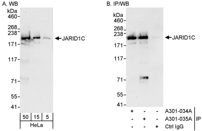 JARID1C Antibody in Western Blot (WB)