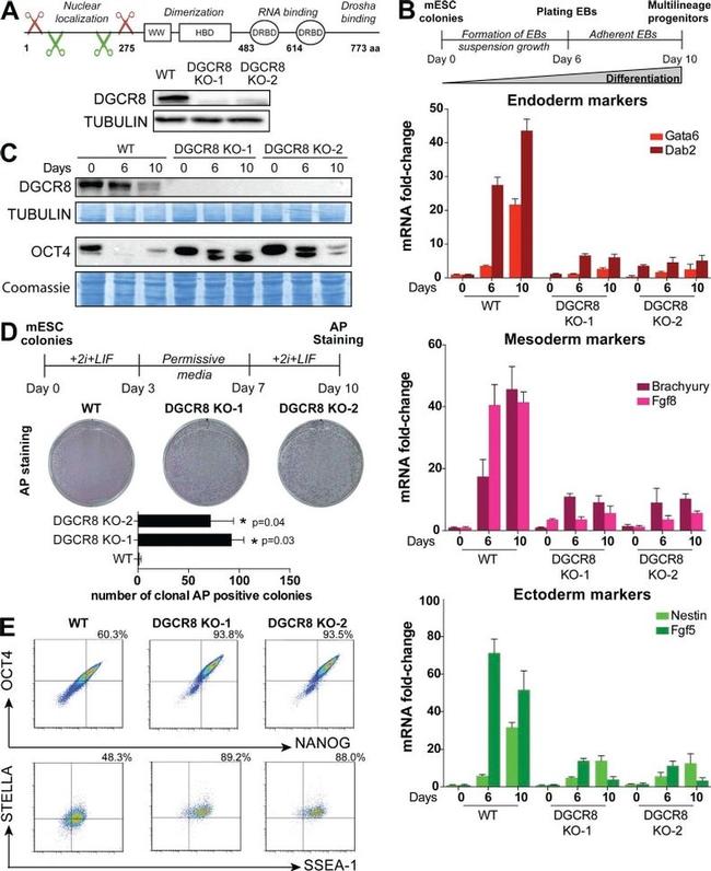 SSEA1 Antibody in Flow Cytometry (Flow)