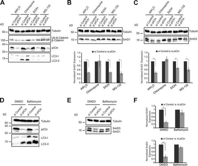 SNRPD1 Antibody in Western Blot (WB)