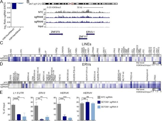 H3K9me3 Antibody in ChIP Assay (ChIP)