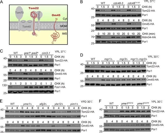 Porin Antibody in Western Blot (WB)