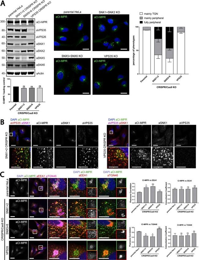 IGF2R Antibody in Western Blot, Immunocytochemistry (WB, ICC/IF)