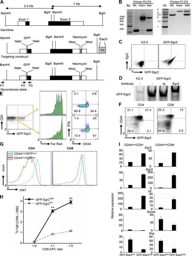 EGR2 Antibody in Flow Cytometry (Flow)