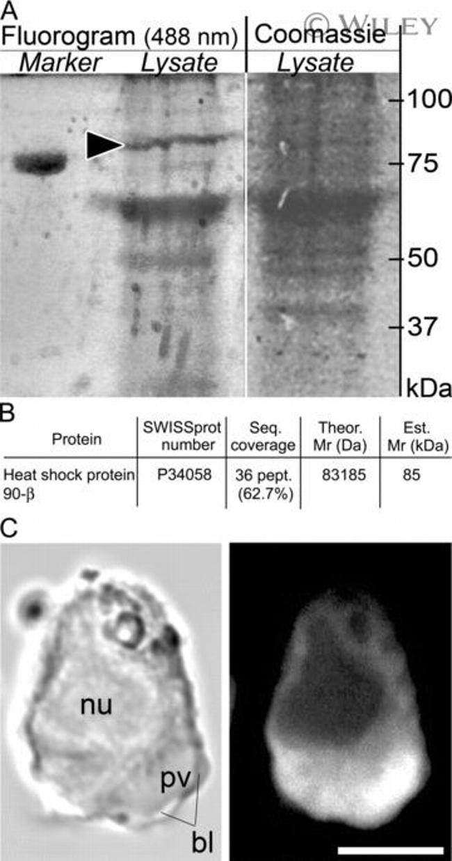 HSP90 beta Antibody in Immunocytochemistry (ICC/IF)