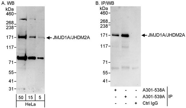 JMJD1A/JHDM2A Antibody in Western Blot (WB)