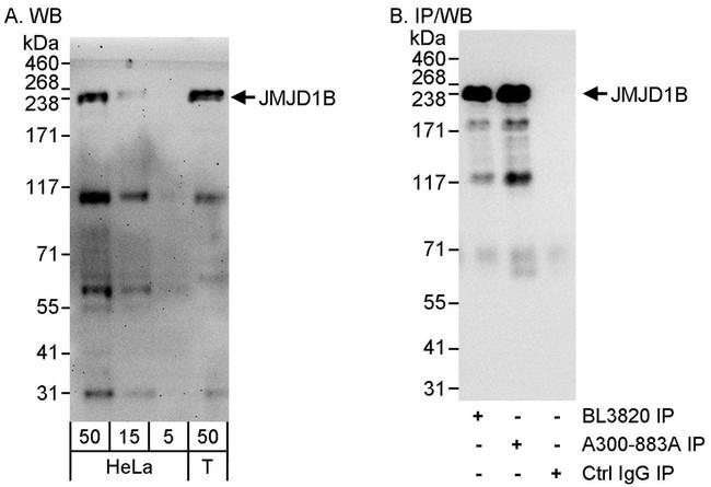 JMJD1B Antibody in Western Blot (WB)