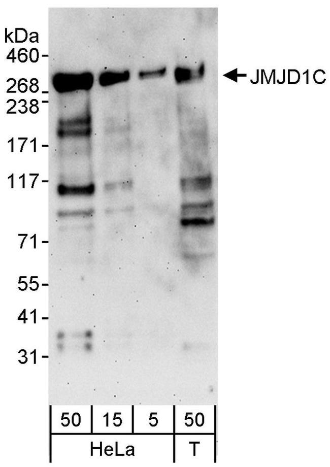 JMJD1C Antibody in Western Blot (WB)