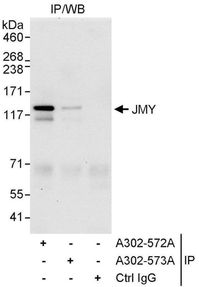 JMY Antibody in Immunoprecipitation (IP)