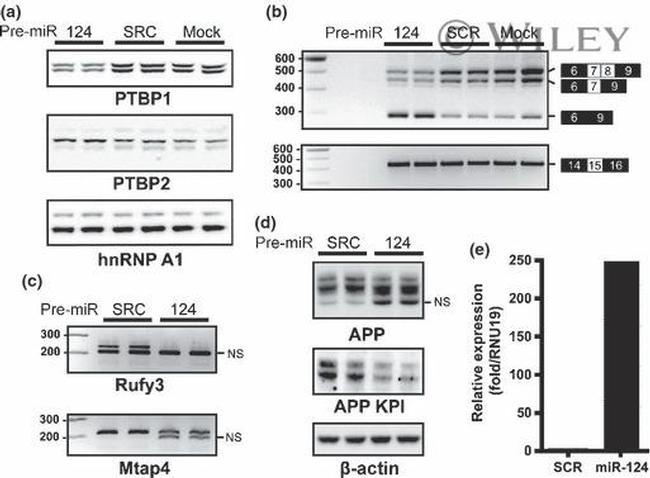 PTBP1 Antibody in Western Blot (WB)