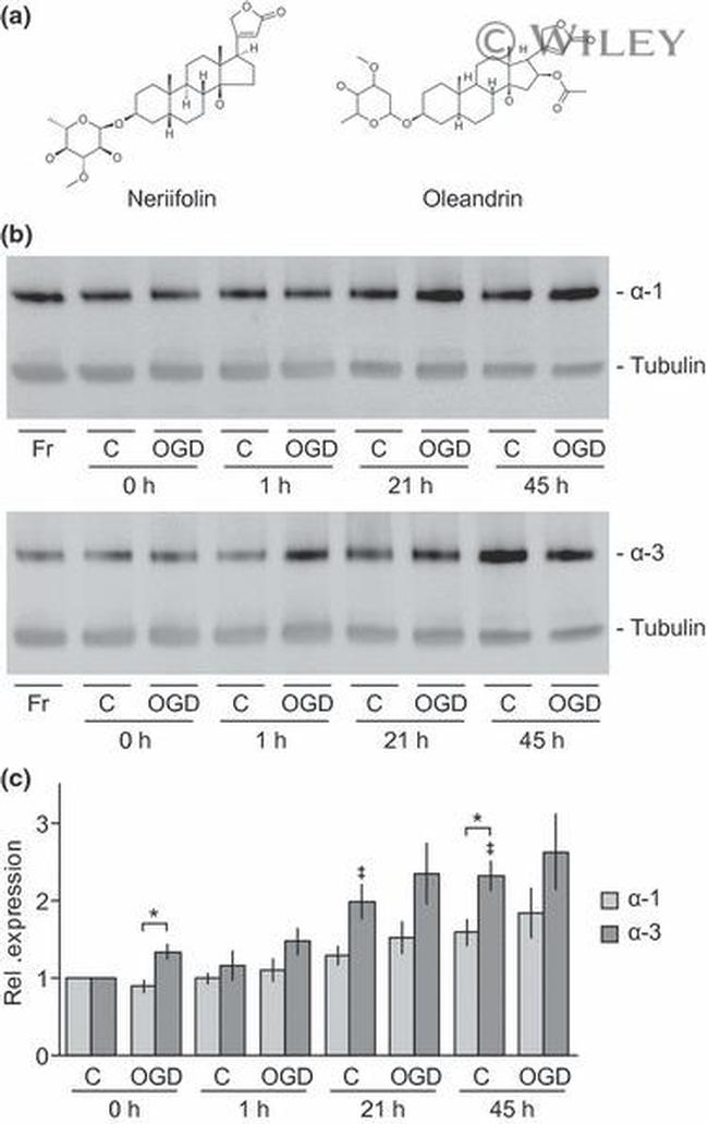 ATP1A3 Antibody in Western Blot (WB)