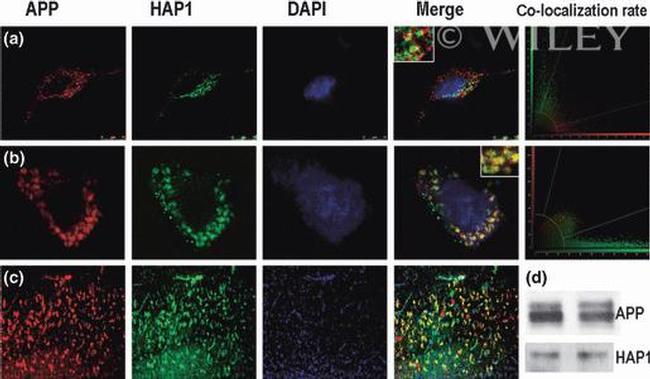 HAP1 Antibody in Western Blot (WB)