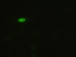 JNK1 Antibody in Immunocytochemistry (ICC/IF)