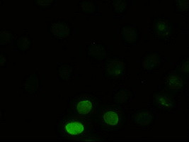 JNK1 Antibody in Immunocytochemistry (ICC/IF)