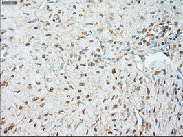 JNK1 Antibody in Immunohistochemistry (Paraffin) (IHC (P))