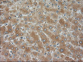 JNK1 Antibody in Immunohistochemistry (Paraffin) (IHC (P))