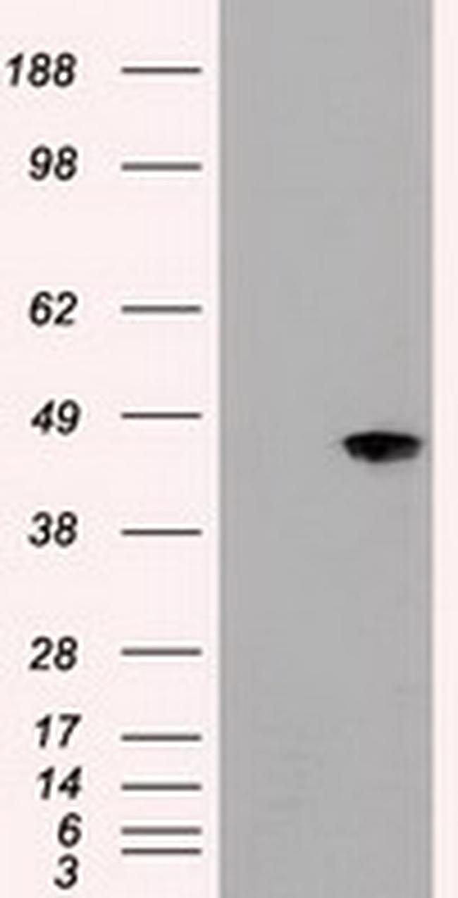 JNK1 Antibody in Western Blot (WB)