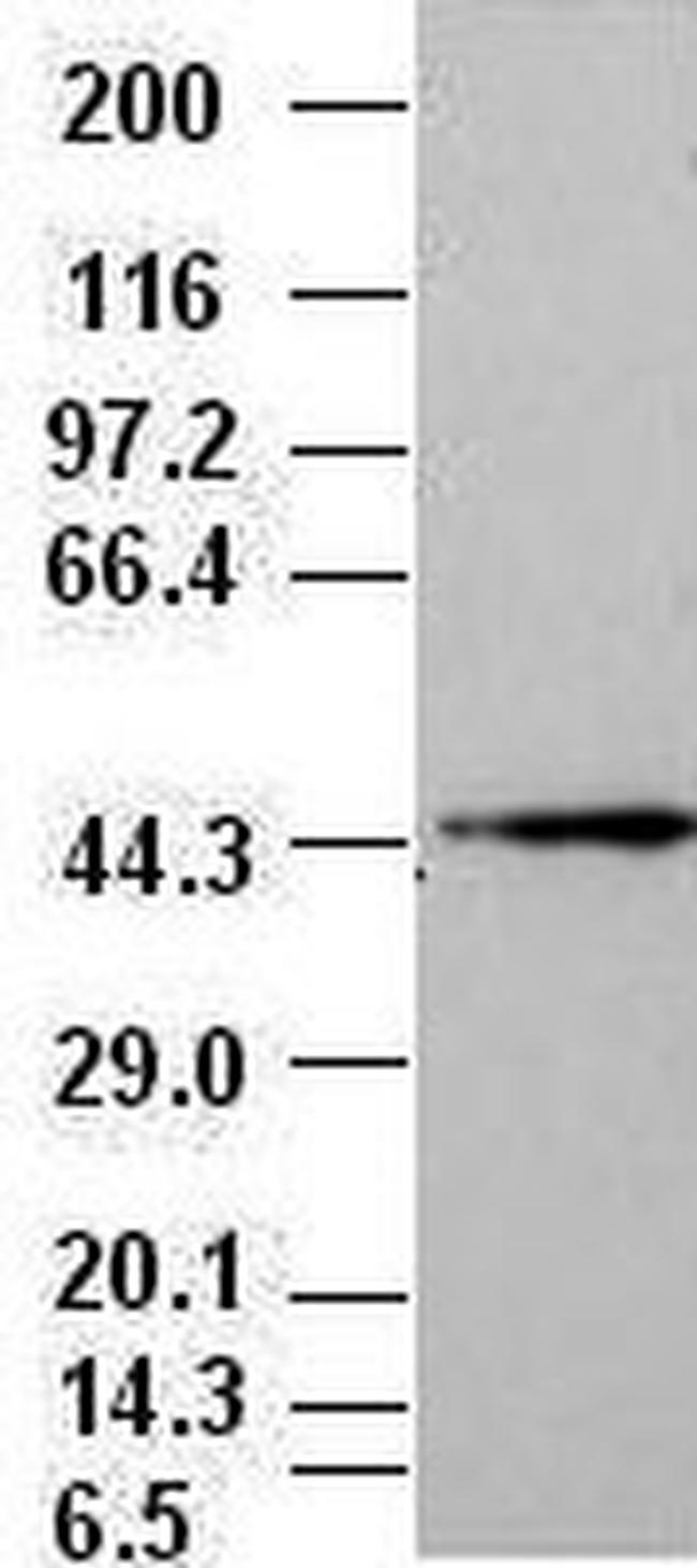 JNK1 Antibody in Western Blot (WB)