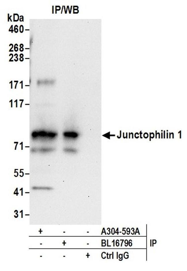 Junctophilin 1 Antibody in Western Blot (WB)