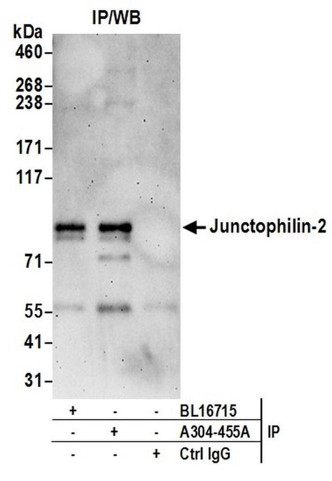 Junctophilin-2 Antibody in Western Blot (WB)