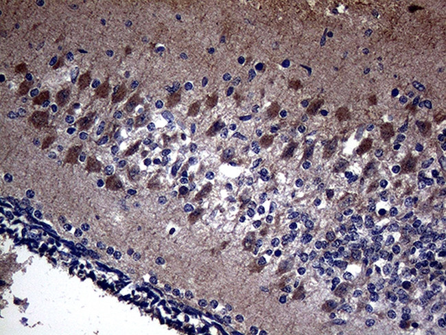 KAL1 Antibody in Immunohistochemistry (Paraffin) (IHC (P))