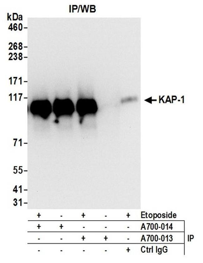 KAP-1 Antibody in Western Blot (WB)