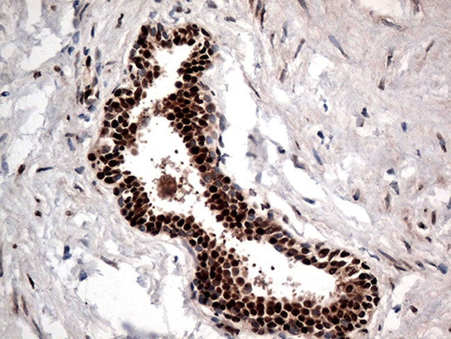 KARS Antibody in Immunohistochemistry (Paraffin) (IHC (P))