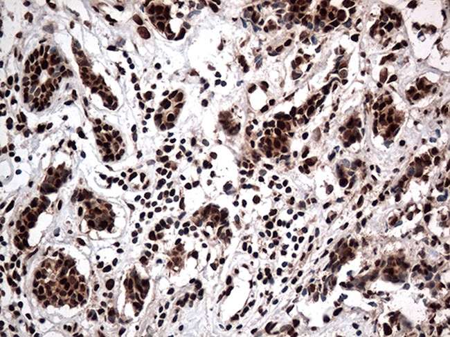 KARS Antibody in Immunohistochemistry (Paraffin) (IHC (P))