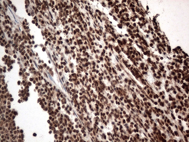 KARS Antibody in Immunohistochemistry (Paraffin) (IHC (P))