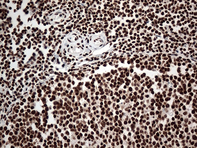 KARS Antibody in Immunohistochemistry (Paraffin) (IHC (P))