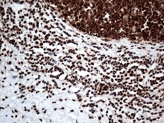 KARS Antibody in Immunohistochemistry (Paraffin) (IHC (P))