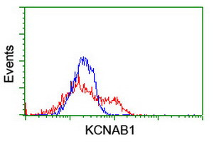 KCNAB1 Antibody in Flow Cytometry (Flow)