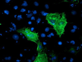 KCNAB1 Antibody in Immunocytochemistry (ICC/IF)