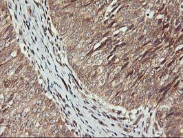 KCNAB1 Antibody in Immunohistochemistry (Paraffin) (IHC (P))