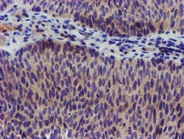 KCNJ3 Antibody in Immunohistochemistry (Paraffin) (IHC (P))