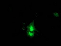 KCTD14 Antibody in Immunocytochemistry (ICC/IF)