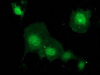 KCTD14 Antibody in Immunocytochemistry (ICC/IF)