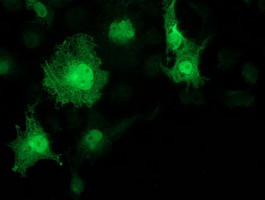 KCTD14 Antibody in Immunocytochemistry (ICC/IF)