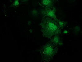 KCTD14 Antibody in Immunocytochemistry (ICC/IF)