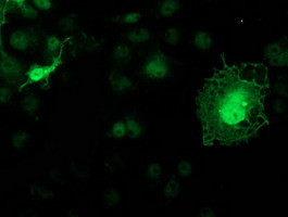 KCTD14 Antibody in Immunocytochemistry (ICC/IF)