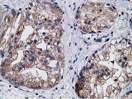 KCTD14 Antibody in Immunohistochemistry (Paraffin) (IHC (P))