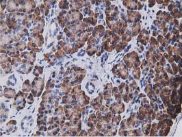 KCTD14 Antibody in Immunohistochemistry (Paraffin) (IHC (P))