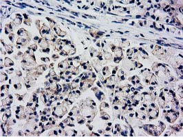 KCTD14 Antibody in Immunohistochemistry (Paraffin) (IHC (P))