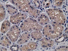 KCTD14 Antibody in Immunohistochemistry (Paraffin) (IHC (P))