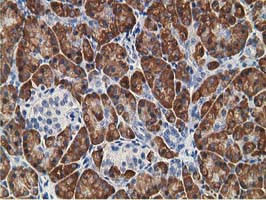 KCTD14 Antibody in Immunohistochemistry (Paraffin) (IHC (P))