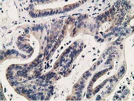 KCTD14 Antibody in Immunohistochemistry (Paraffin) (IHC (P))