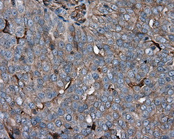 KCTD5 Antibody in Immunohistochemistry (Paraffin) (IHC (P))